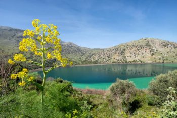 Lake Kournas (Lac Kourna) on Crete island with yellow flower on foreground, Greece